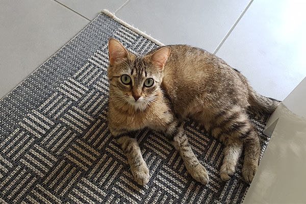 CHATS