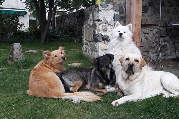 CHIENS